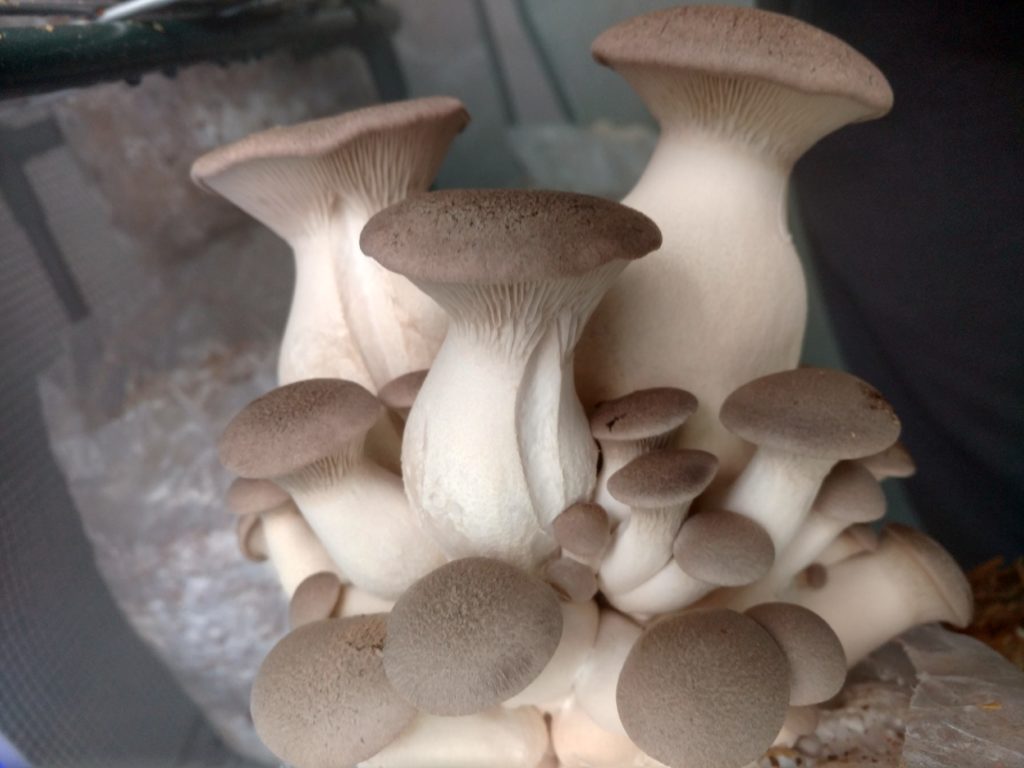 King Oyster Mushrooms Fresh Foods Wyoming